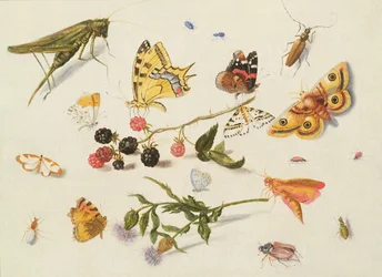 Studio di insetti, fiori e frutti, XVII secolo